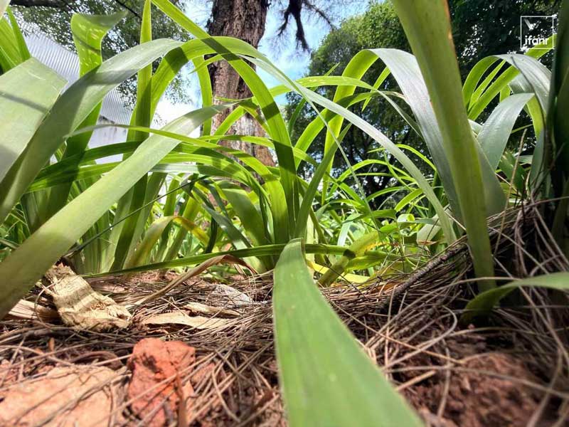 性能/拍照/续航一文全解析! iPhone 17系列手机首发评测插图16