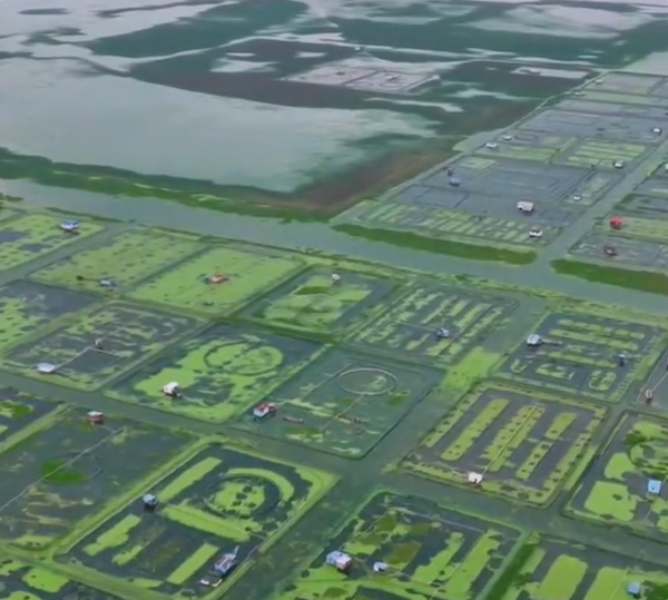 阳澄湖大闸蟹今日正式开捕 今年换上新版身份证 双重防伪！