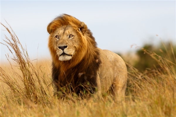 博物馆回应网红狮标本面容抽象：岁月侵蚀致面部变形