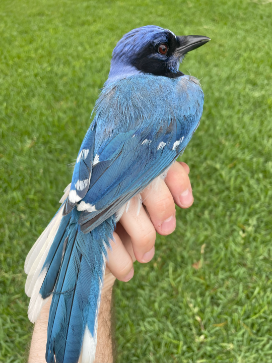 美国发现罕见“混血鸟” 打破700万年隔离 两种鸟因气候跨种繁殖