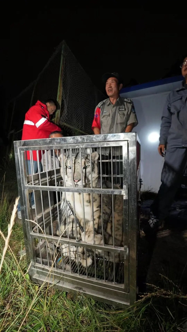 西宁野生动物园“越狱”雪豹“闹闹”已被找到：一脸不开心