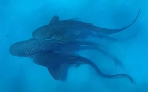 人类首次拍到野生豹纹鲨交配：两雄一雌 仅110秒就瘫软在地