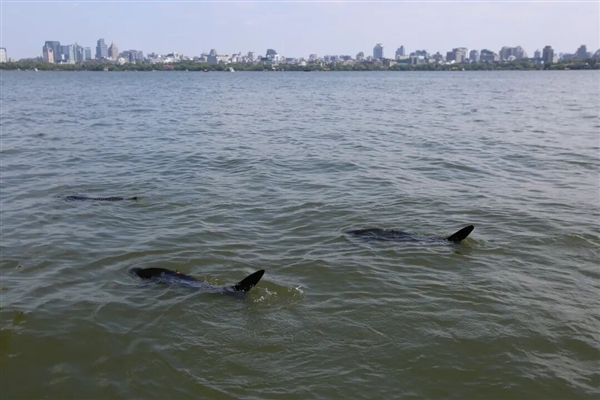西湖有多条“鲨鱼”出没！景区：系能捞手机的仿生机器鱼