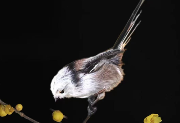 浑身圆滚滚 世界最萌小鸟之一！看完心情能好一整天