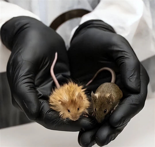 阿根廷首批“基因编辑马”上线 跑得飞快但被禁止参赛!插图6 阿根廷首批“基因编辑马”上线 跑得飞快但被禁止参赛!