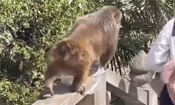 峨眉山猴子被造谣杀人 央视解析：一个网络视频有11个谣点