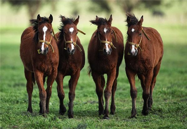 阿根廷首批“基因编辑马”上线 跑得飞快但被禁止参赛!插图 阿根廷首批“基因编辑马”上线 跑得飞快但被禁止参赛!