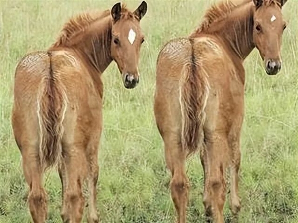 阿根廷首批“基因编辑马”上线 跑得飞快但被禁止参赛!插图4 阿根廷首批“基因编辑马”上线 跑得飞快但被禁止参赛!