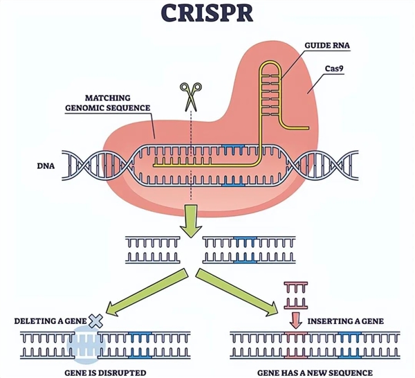 阿根廷首批“基因编辑马”上线 跑得飞快但被禁止参赛!插图2 阿根廷首批“基因编辑马”上线 跑得飞快但被禁止参赛!