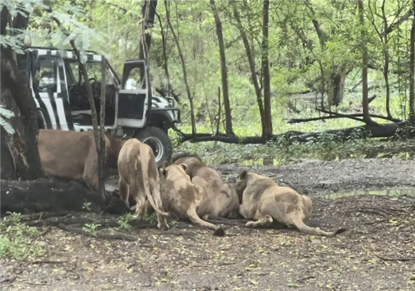 随意下车还背对着狮子 泰国一饲养员被狮群袭击致死：游客目睹