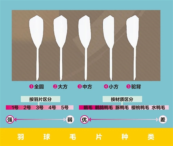 月薪过万 打不起羽毛球 原因竟然和猪有关