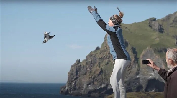 9月了 冰岛人又开始扔海鹦幼鸟了：其实是好事儿