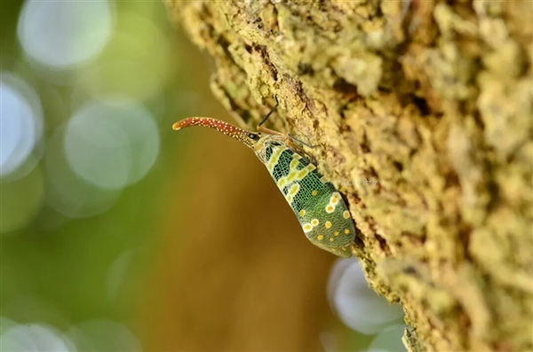 龙眼鸡尿甜甜的 炸着吃还很香！但如果落在你身上……啊啊啊