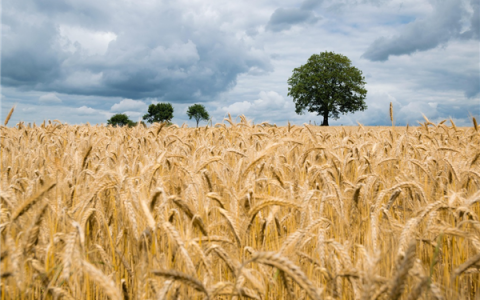 全国夏粮收购突破1亿吨！最低收购价就有1300万吨
