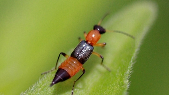 见到千万别拍！医院隐翅虫皮炎患者接诊量翻倍