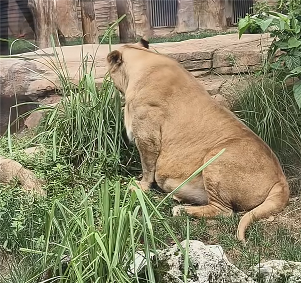 成都动物园狮子被吐槽胖成球 园方：帮减肥1年多 但效果不理想