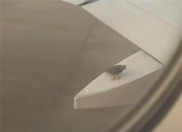 白云机场一飞机起飞前机翼惊现小鸟 官方：停靠一会儿就飞走了