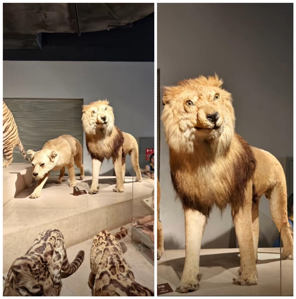 博物馆回应网红狮标本面容抽象：岁月侵蚀致面部变形