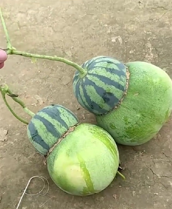 女子在瓜地发现“东西瓜”：它妈是西瓜 它爸是冬瓜 网友好奇里面长啥样