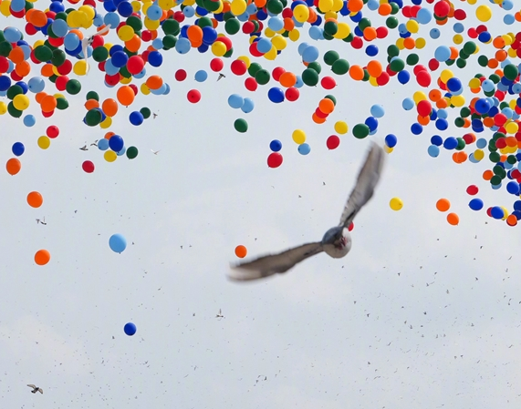 “和平鸽” 到底是什么鸽 它们靠什么能力顺利返回自己的家