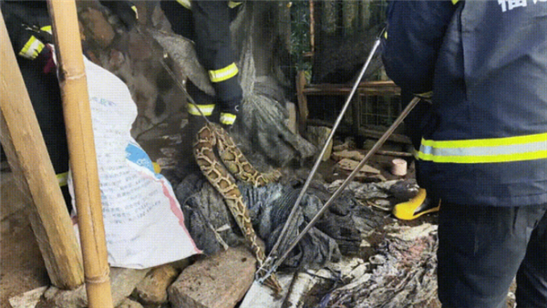 土鸡被40斤蟒蛇吞食 女子试图抓捕 结果吓出一身冷汗插图 土鸡被40斤蟒蛇吞食 女子试图抓捕 结果吓出一身冷汗