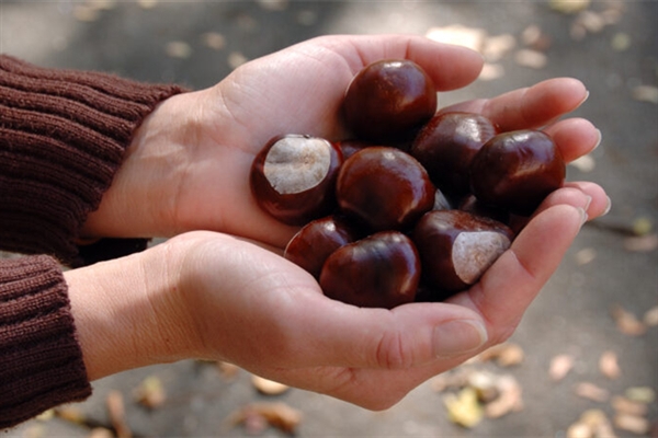 男子打板栗：左眼扎入19根刺险失明