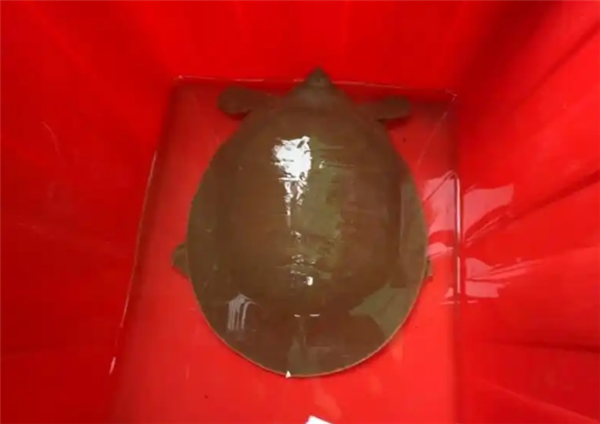 广东渔民捕到“水中大熊猫”：国家一级重点保护动物韩江鼋