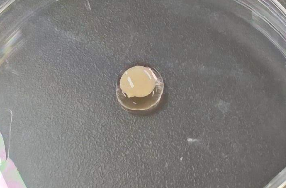 新突破！我国科学家培育出世界最大尺寸人造心脏