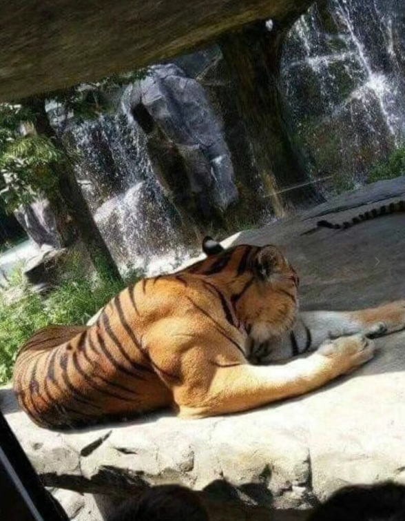 成年老虎的肌肉 还是相当惊人的！