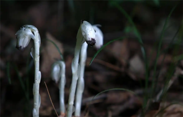 “冥界之花”水晶兰在四川广元被发现：非兰花 食腐而生