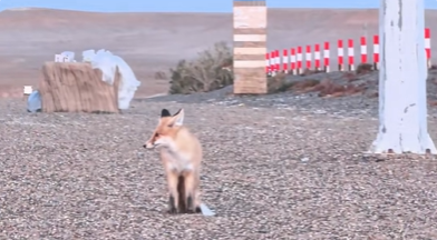 情侣自拍“一语成谶”：手机放地上 真被小狐狸配合叼走