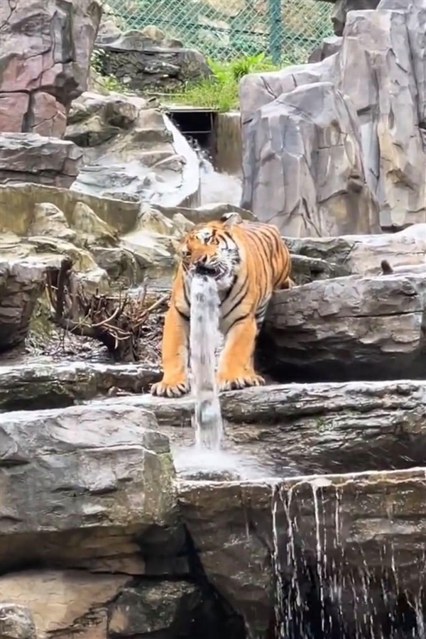 河南一老虎咬水管玩成“虎口瀑布”：游客还以为是雕塑
