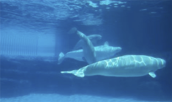 卖给中国计划被叫停后 加拿大或将安乐死30头白鲸