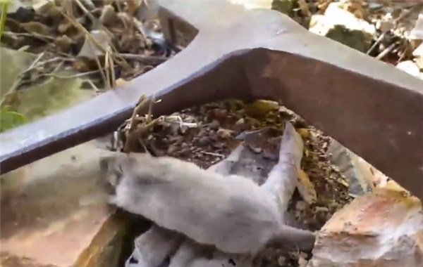 世界最小兽类！《黑猫警长》里被“一只耳”诬陷的鼩鼱现身北京