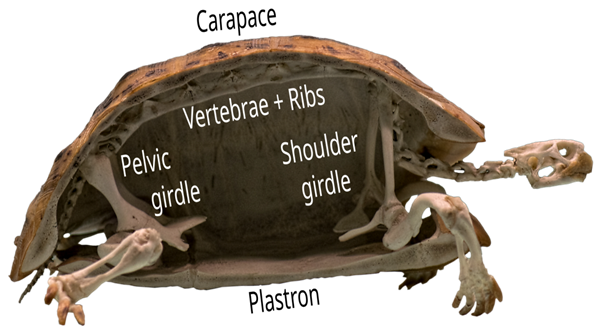 龟鳖目：本可成为水中的顶级掠食者 可惜了