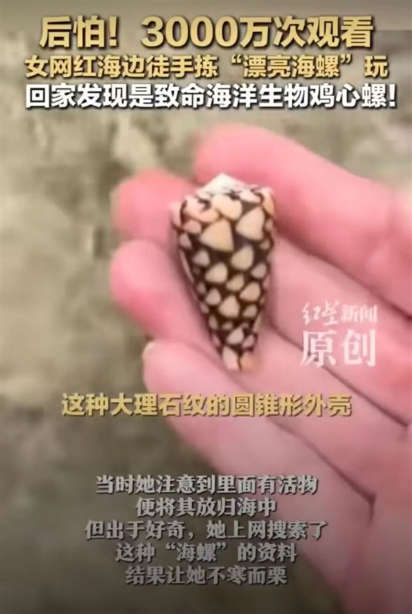 千万网友惊出一身冷汗！这种海螺可短时间致死 遇到千万别碰