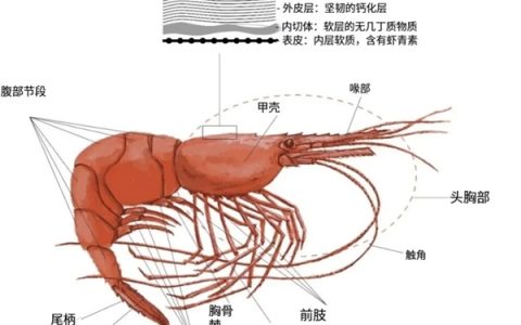 都是极地“虾兵”：为什么常吃北极甜虾 少见南极磷虾?