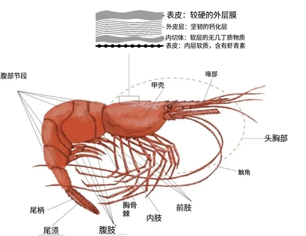 都是极地“虾兵”：为什么常吃北极甜虾 少见南极磷虾?