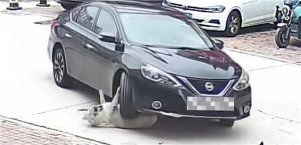 128斤狗被车碾压因太胖毫发无损：医生建议减肥