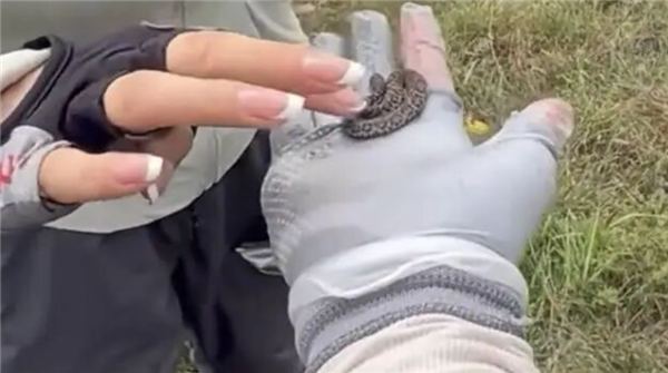 驴友爬山捡幼蛇轮流上手抚摸 专家：系短尾蝮蛇 有剧毒！