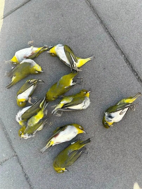 诡异：北京一大厦 大量候鸟撞上玻璃死亡！
