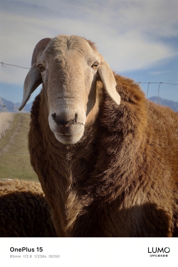 一加哈苏合作结束：一加15首次搭载OPPO LUMO凝光影像