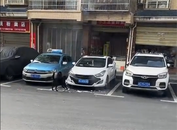 女子车停路边被狗啃到面目全非：担心保险公司不会赔偿