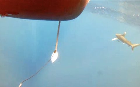 美国“光鱼”无人水面艇遭鲨鱼袭击 摄像头拍到惊悚一幕