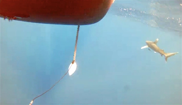 美国“光鱼”无人水面艇遭鲨鱼袭击 摄像头拍到惊悚一幕