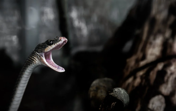 老人被咬后手提2条眼镜蛇进急诊：非常生气当场将蛇打死