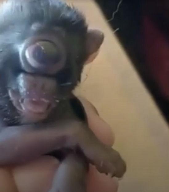 巴西一农场惊现基因突变猫：只有一只眼 长在面部中央