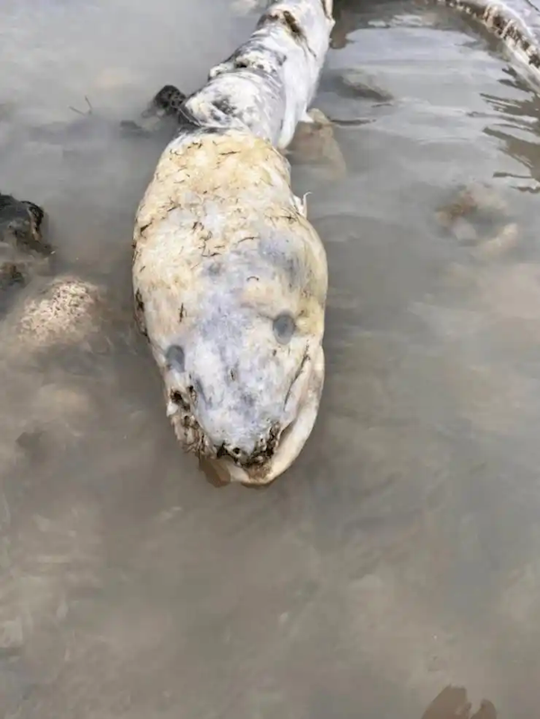 英国海边出现巨型海怪 居民称像外星生物：真相曝光