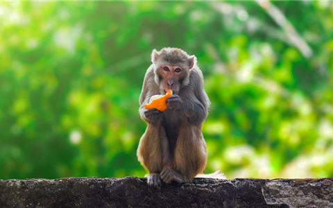 贵州的猴子已经进化到上班了：主打一个“带薪摸鱼”